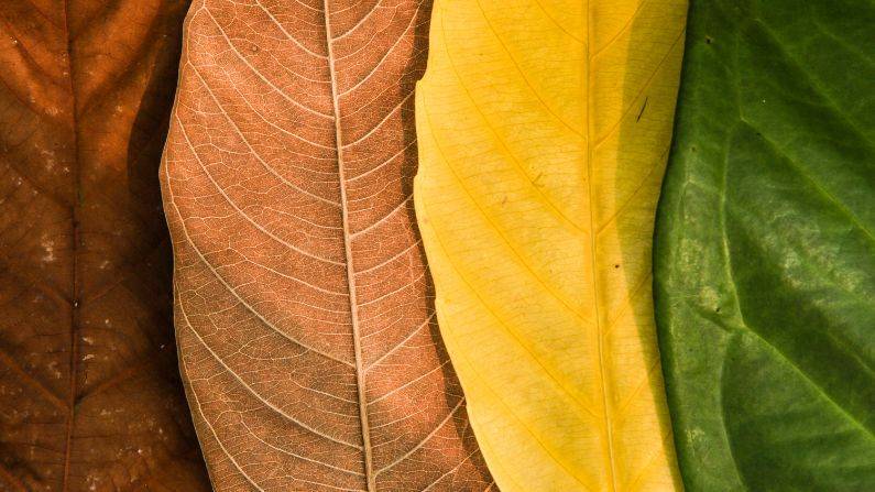 Seasonal Worker Visa UK: A Comprehensive Guide